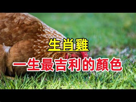 屬雞顏色|屬雞必看：幸運色改變你命運